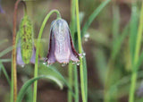 野生川貝 <br>Bulbus Fritillariae Cirrhosae<br><span style="color: #c19674;">預購</span>