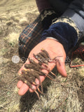 野生冬蟲夏草 (二等級) <br>Wild Cordyceps (Grade 2)<br><span style="color: #c19674;">預購</span>