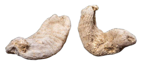 野生天麻 <br>Rhizoma Gastrodiae<br><span style=